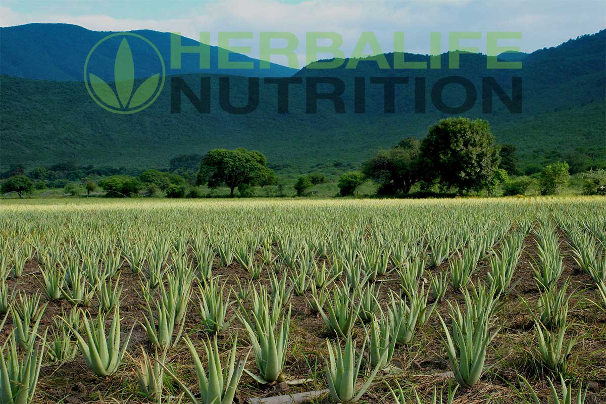 Herbalife Αλόη